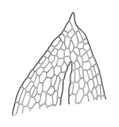 Entosthodon subnudus var. gracilis, leaf apex of 